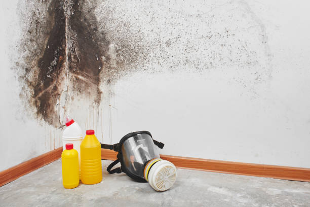 Best Mold Removal Company Near Me  in Jenison, MI