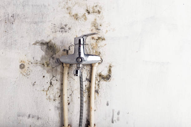 Best Emergency Mold Removal  in Jenison, MI