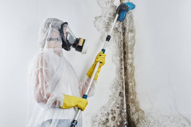 Best Attic Mold Removal  in Jenison, MI