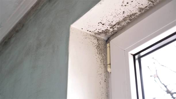 Attic Mold Removal in Jenison, MI