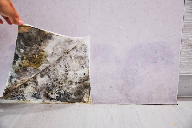 Best Professional Mold Removal  in Jenison, MI